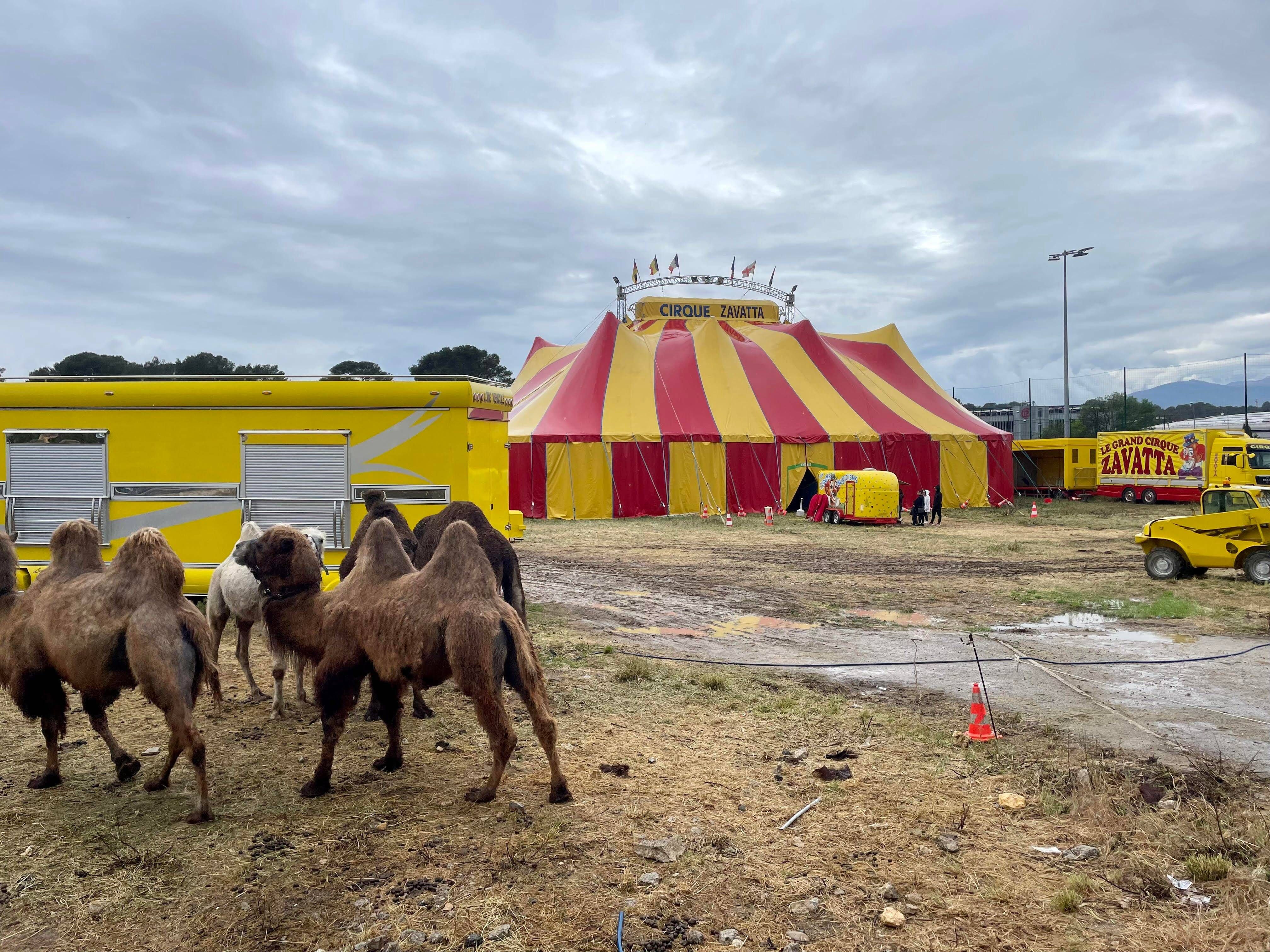 On connaît la prochaine destination du cirque Zavatta après son dernier spectacle ce lundi 1er mai à Antibes