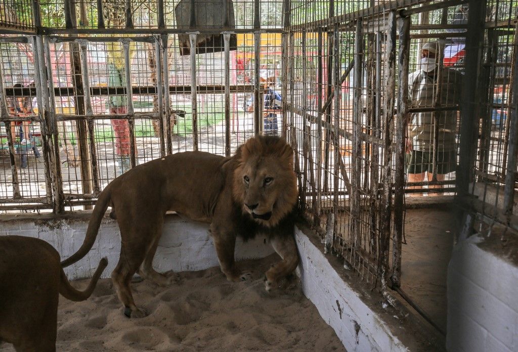 Un Enfant Dévoré Par Un Lion Dans Un Zoo De La Bande De Gaza