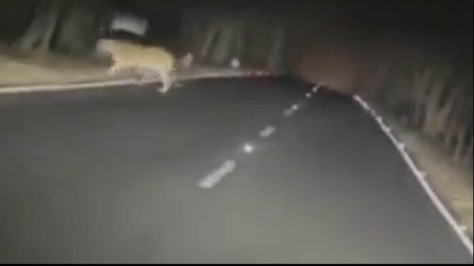 Tigers crossing road prompts IFS officer to call for caution