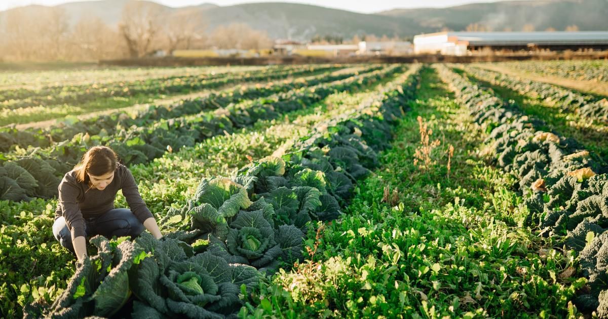 "Le consommateur n'est pas au rendez-vous" : la grande désillusion des agriculteurs bio