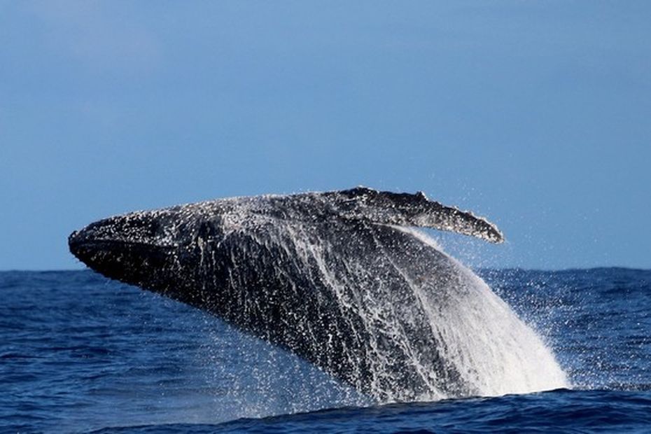 Des images aériennes d'une nouvelle baleine aperçue au large de La Réunion