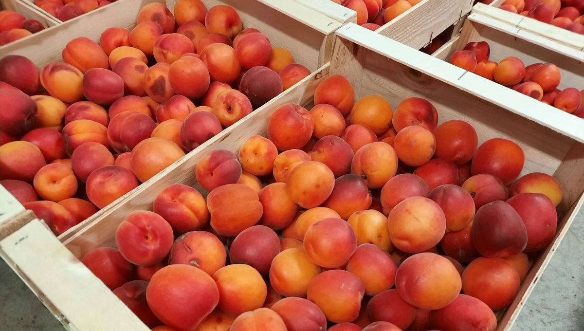 Une foule immense et des heures d'attente pour les abricots bradés de Saint-Gilles