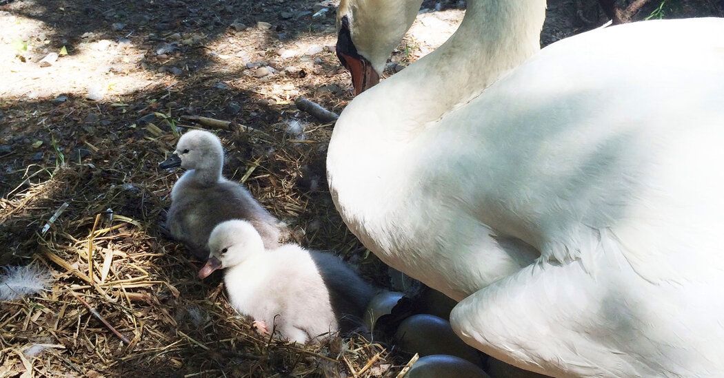 3 Teens Killed and Ate a New York Village’s Beloved Swan, Police Say