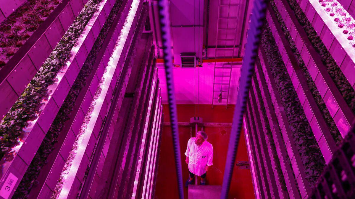 14 m de haut, 160 tonnes de plantes... On a visité la plus grande ferme verticale de France