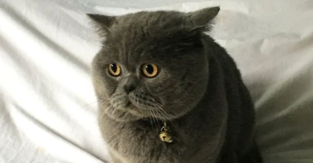 Le visage triste de ce chat se transforme lorsqu’il retrouve son propriétaire après plus de 2 ans de séparation