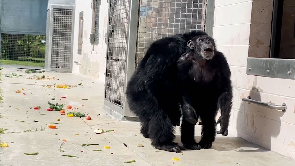 Après 28 ans, cette chimpanzée découvre le ciel pour la premier fois: sa réaction immortalisée