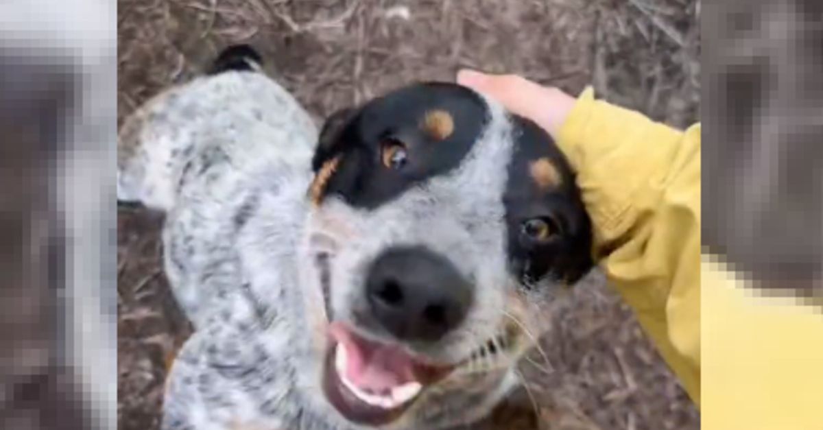 Ils découvrent un chien seul et tentent de retrouver sa famille avant de prendre une grande décision (vidéo)