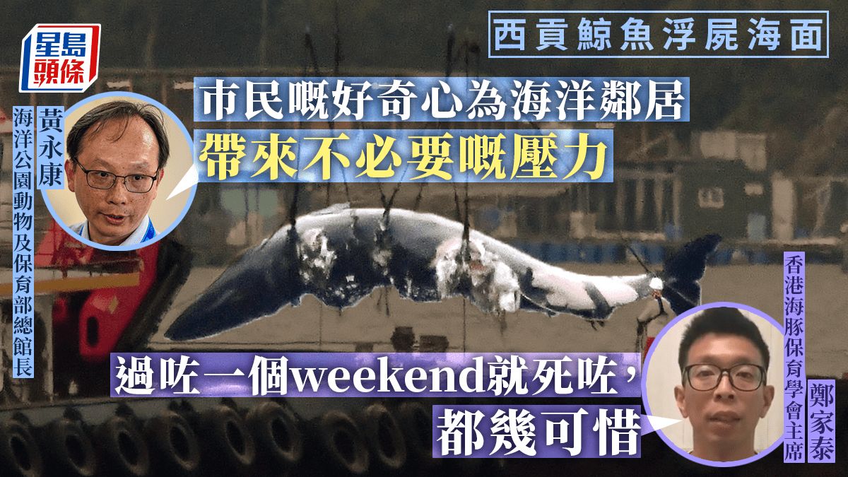 西貢鯨魚︱保育人士指事件可悲、遺憾 海洋公園：傷口由船隻造成機會較高