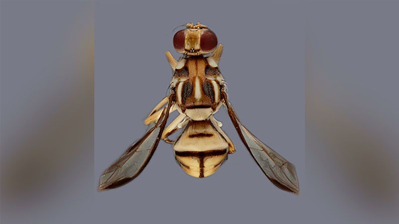 Tau fruit fly quarantine Stevenson Ranch: 79 square miles of LA County is under quarantine due to the invasive fly