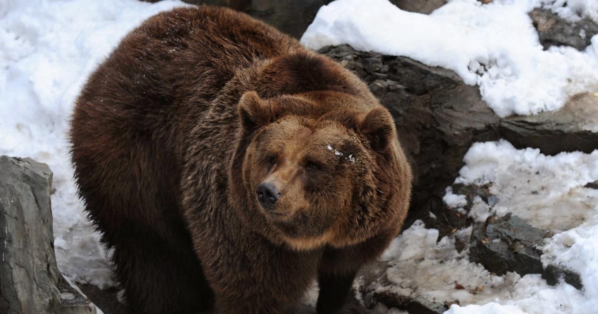 Véritable ours ou humain déguisé ? Un zoo chinois tente de faire taire la rumeur