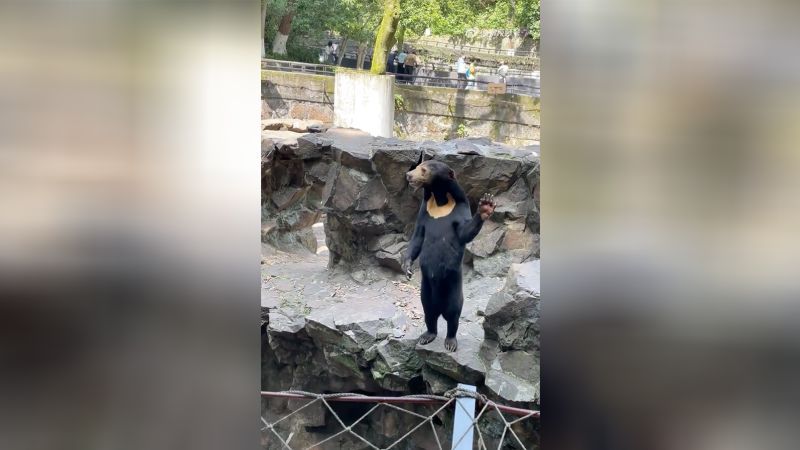 Chinese zoo denies its sun bears are people in costume