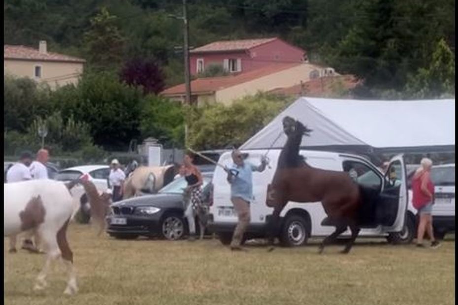 VIDEO. Cheval frappé lors d'une fête dans les Alpes-Maritimes : on vous résume la polémique en 3 actes