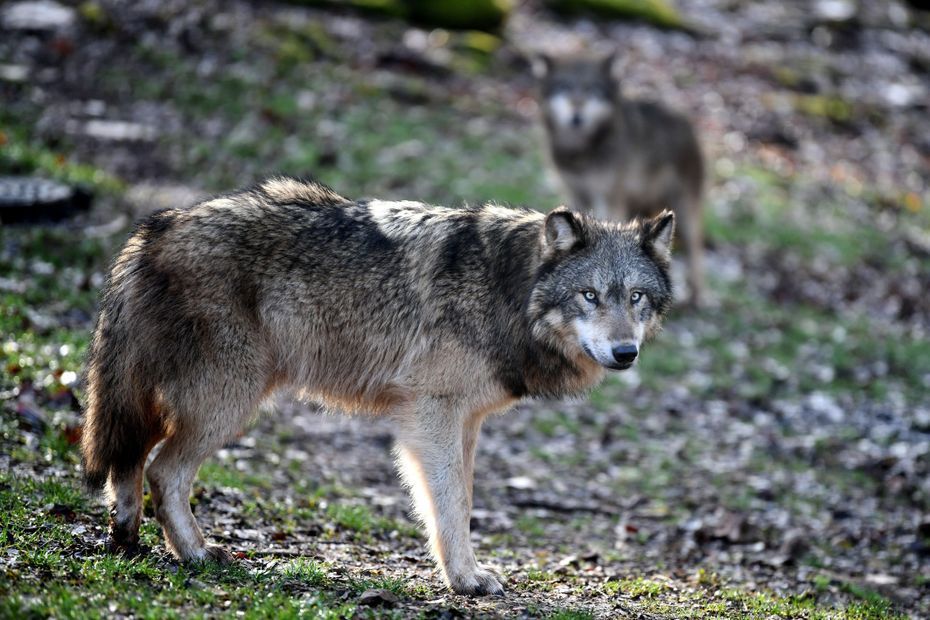 Les présidents LR des départements alpins crient au loup