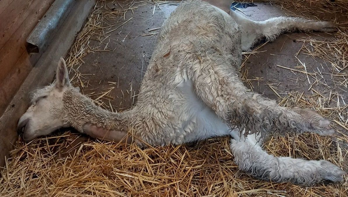 Gavé par les visiteurs du zoo d'Epinal, l'alpaga Fifine est euthanasié