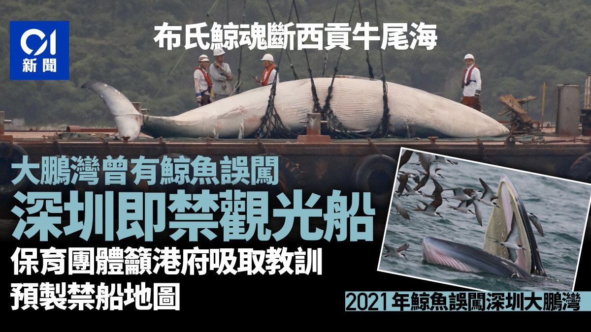 西貢鯨魚｜深圳大鵬灣曾現翻版事件 當局即禁觀光船 商船限速
