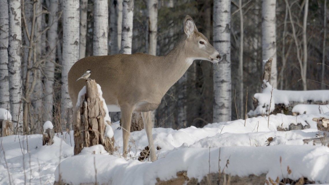 DNR updates deer hunting regulations