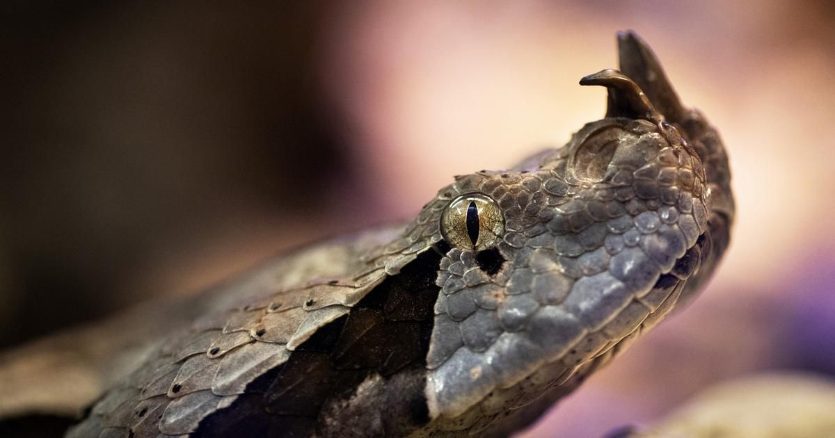 Croatie : mordu par un des serpents les plus dangereux d'Europe, un enfant est sauvé in extremis