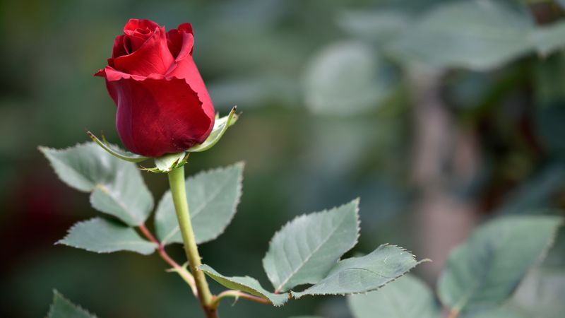 Scientists traced roses’ thorny origins