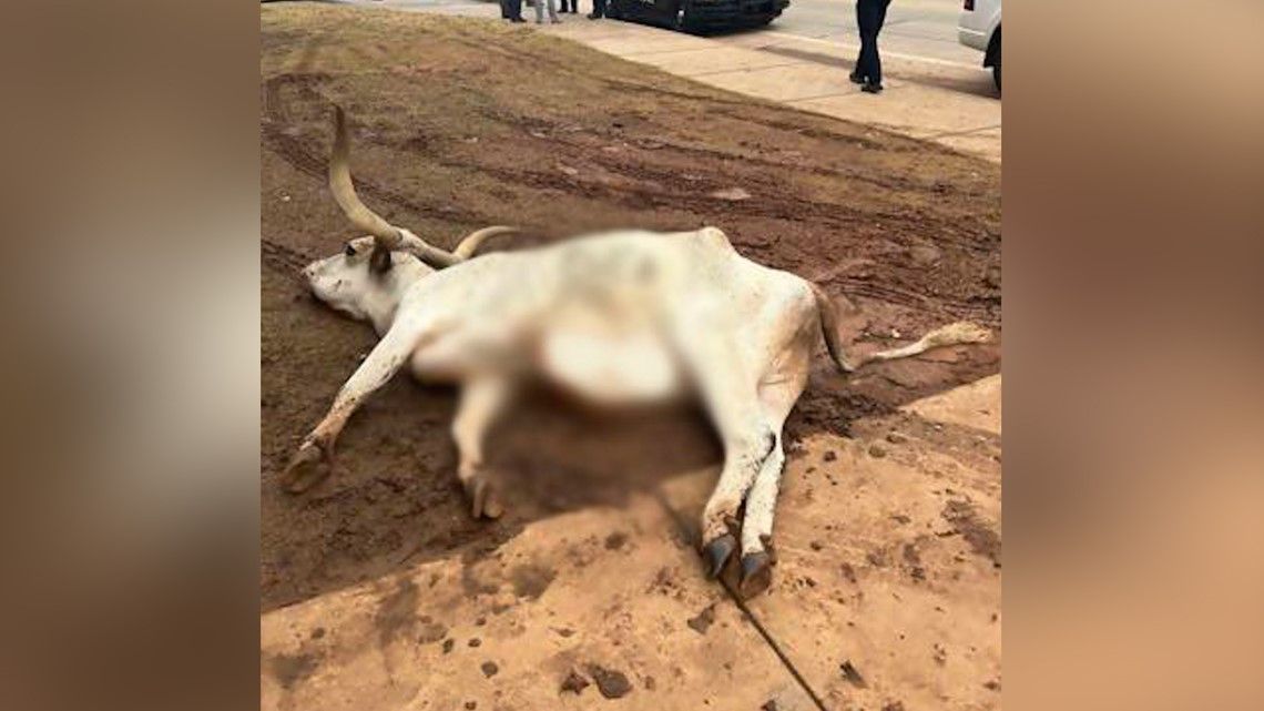 Dead longhorn found in front of Oklahoma State frat: Police