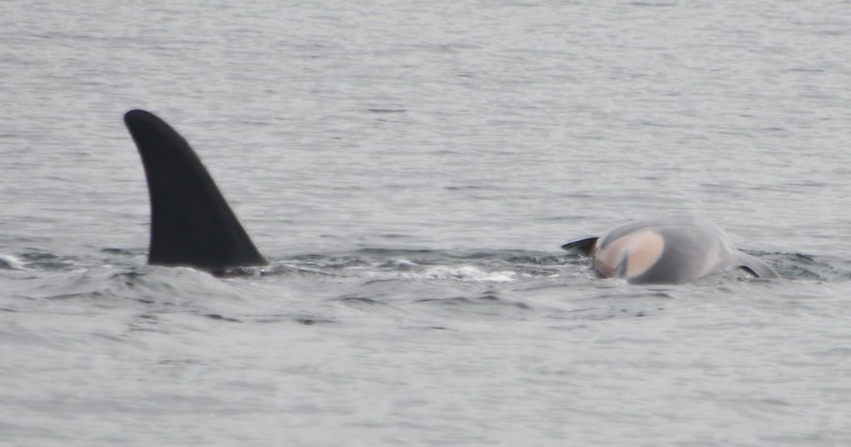 Orca who carried dead newborn has lost another calf and is carrying it again