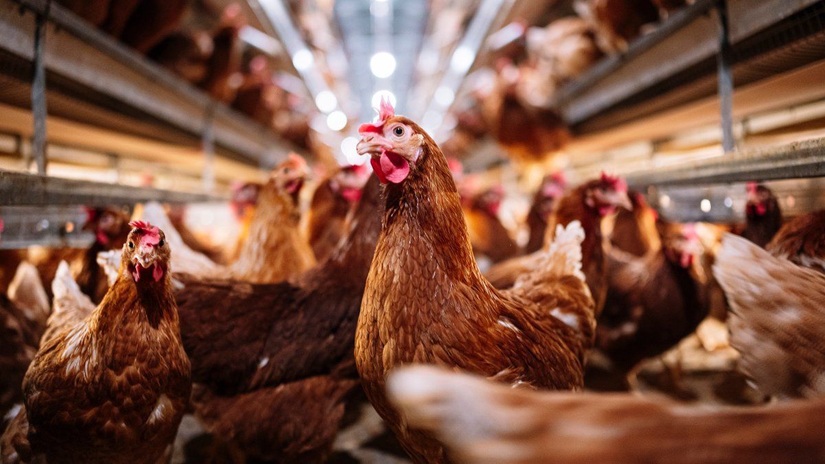 Bird flu found in largest fresh egg producer in US, production halted