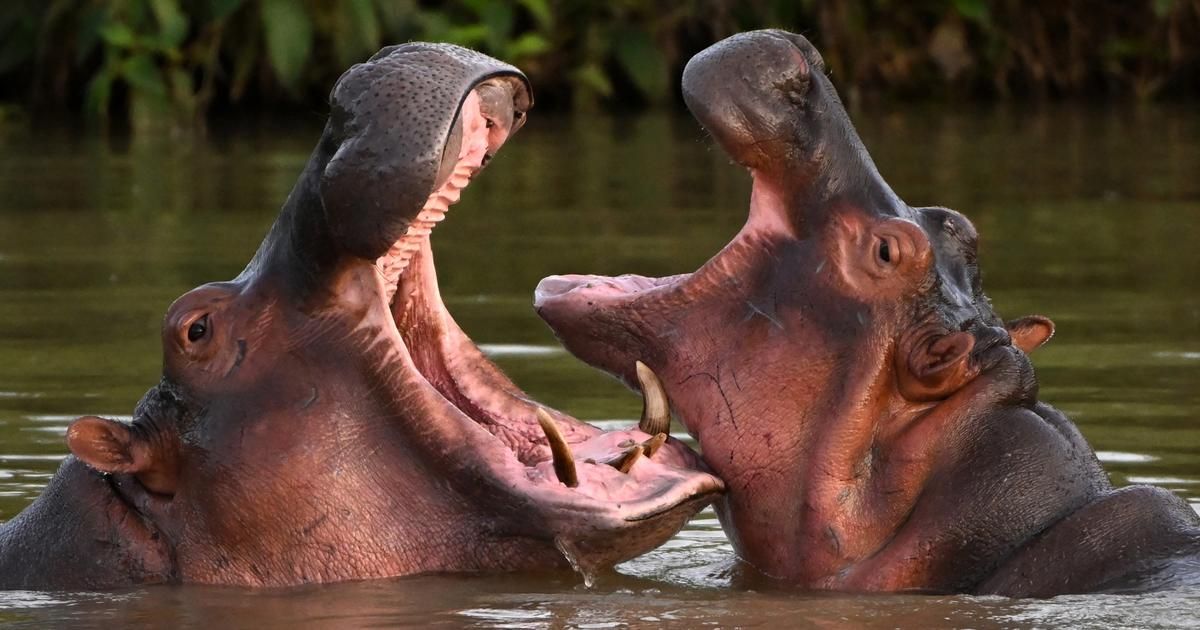 "À tout moment, ils peuvent attaquer" : en Colombie, le fléau des hippopotames d'Escobar