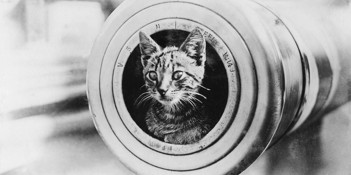 Photos Show Cats Serving As Members of the US Navy