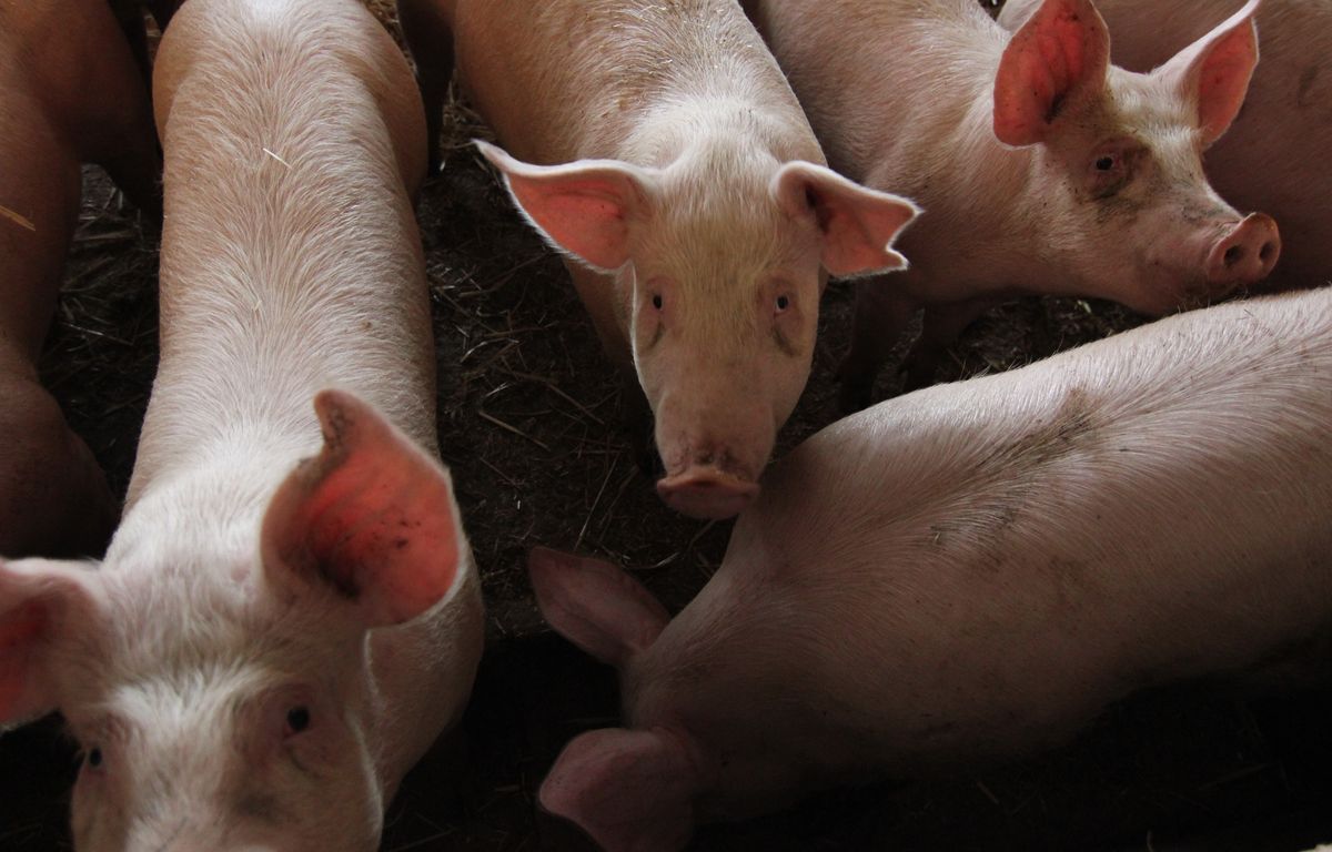 " On a envie de pouvoir en profiter un peu "... Les agriculteurs pas pressés de voir les prix baisser