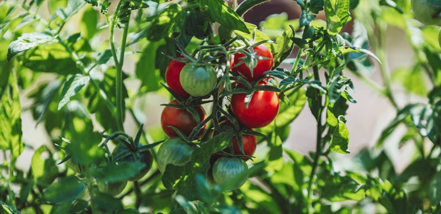 Le bio ne trouvant plus preneur, la filière propose d’en produire... encore plus