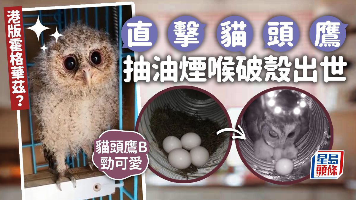 賀「斑鳩生蛋」 網民自爆貓頭鷹抽油煙喉破殼出世奇聞｜Juicy叮