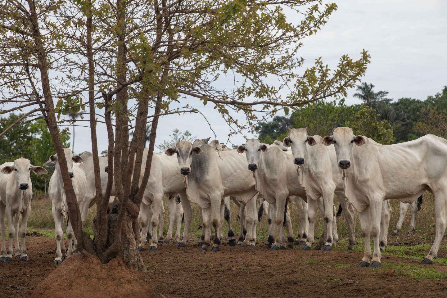 De l’Amazonie à l’Europe, la filière brésilienne du bœuf continue d’exporter de la viande liée à la déforestation