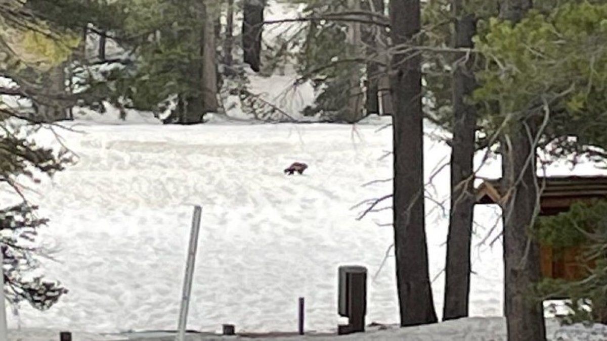 Second Wolverine in California in 100 Years