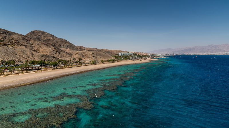 Black sea urchins have disappeared from the Gulf of Aqaba. Their loss could kill off an entire coral reef