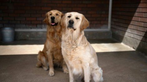 Royaume-Uni: les aveugles confrontés à une pénurie de chiens guides