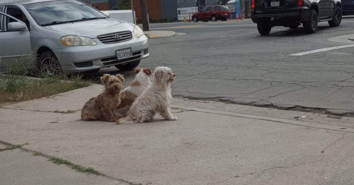 Un trio de chiens abandonnés se blottissent les uns contre les autres dans l'attente d'être sauvés (vidéo)