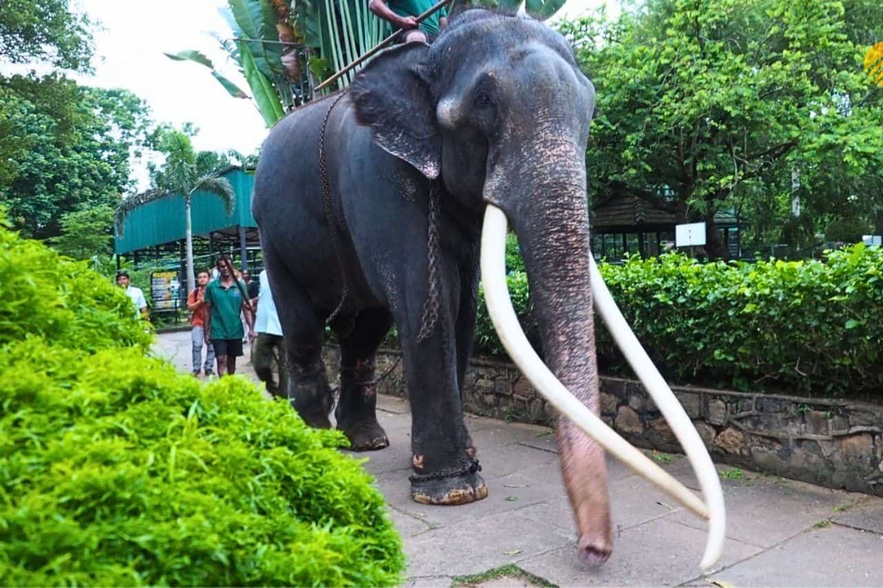 Jour J pour le rapatriement d'un éléphant malade du Sri Lanka vers la Thaïlande