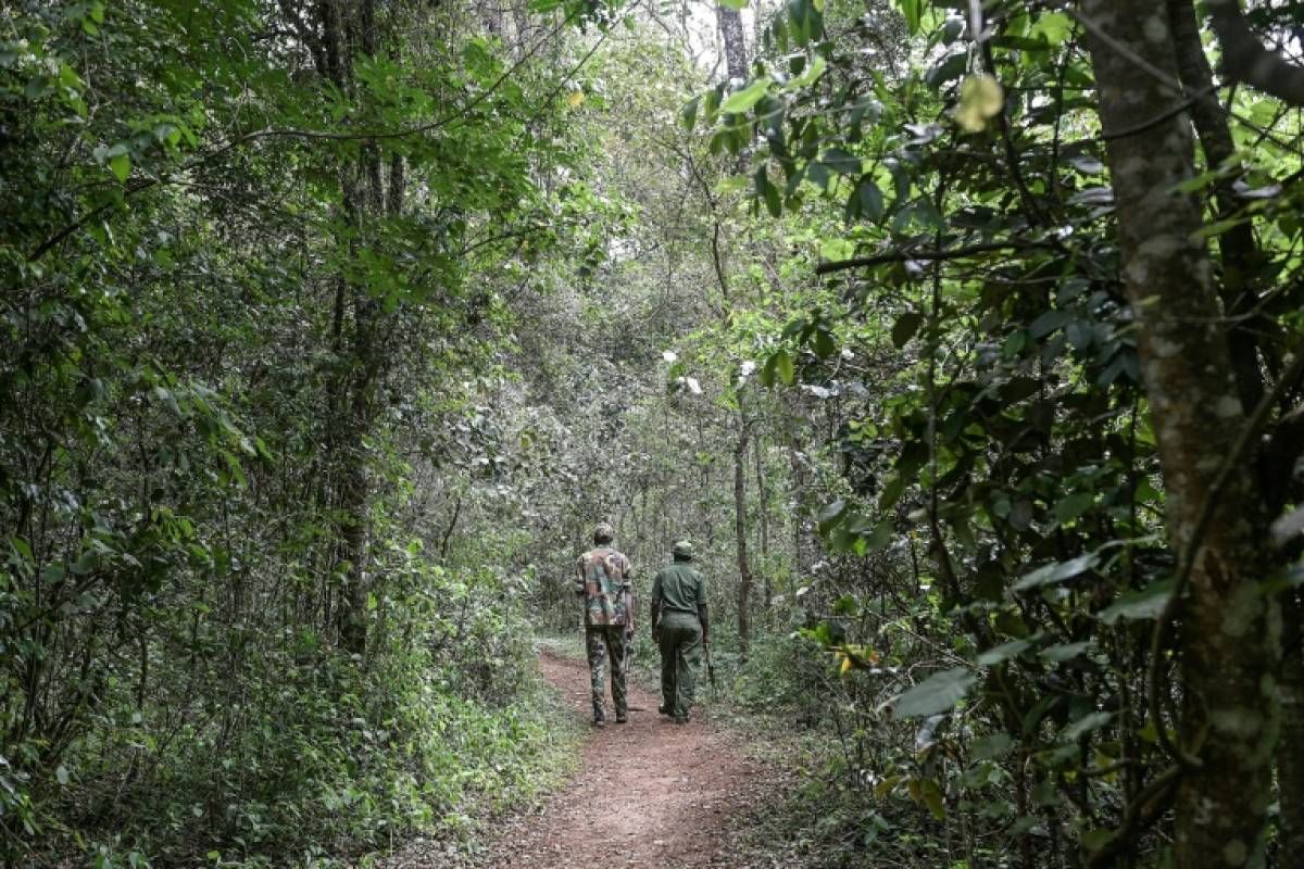 Kenya: le président lève l'interdiction sur l'exploitation forestière