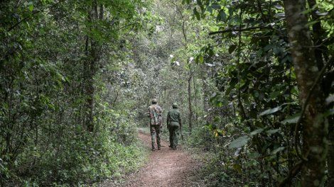 Kenya: le président lève l'interdiction sur l'exploitation forestière