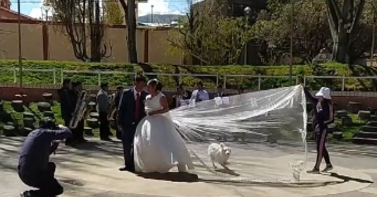 Un chien s'invite à un shooting de mariage et rend le moment encore plus mémorable (vidéo)