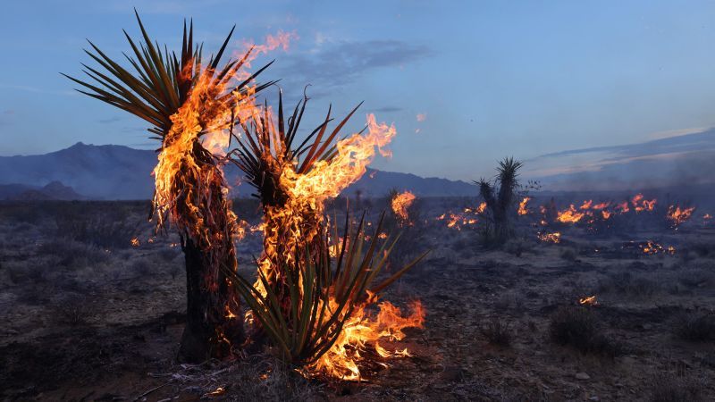 York Fire in California and Nevada: Whirl-spawning wildfire challenges firefighters and threatens ecosystem