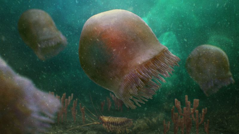 Remarkable fossils reveal jellyfish that lived 505 million years ago