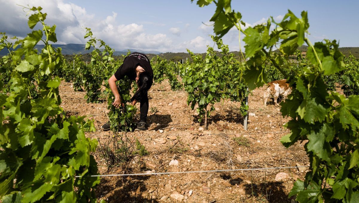 En baisse de 30 à 50%, les vendanges s'annoncent catastrophiques dans les Pyrénées-Orientales