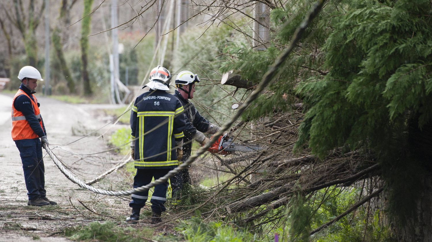 Vents violents : un enfant de 10 ans entre la vie et la mort après la chute d'un arbre en Charente-Maritime