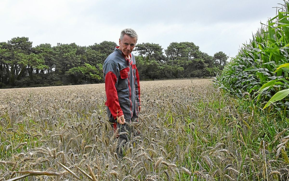 Dans le Morbihan, les récoltes bousculées par le froid et la pluie