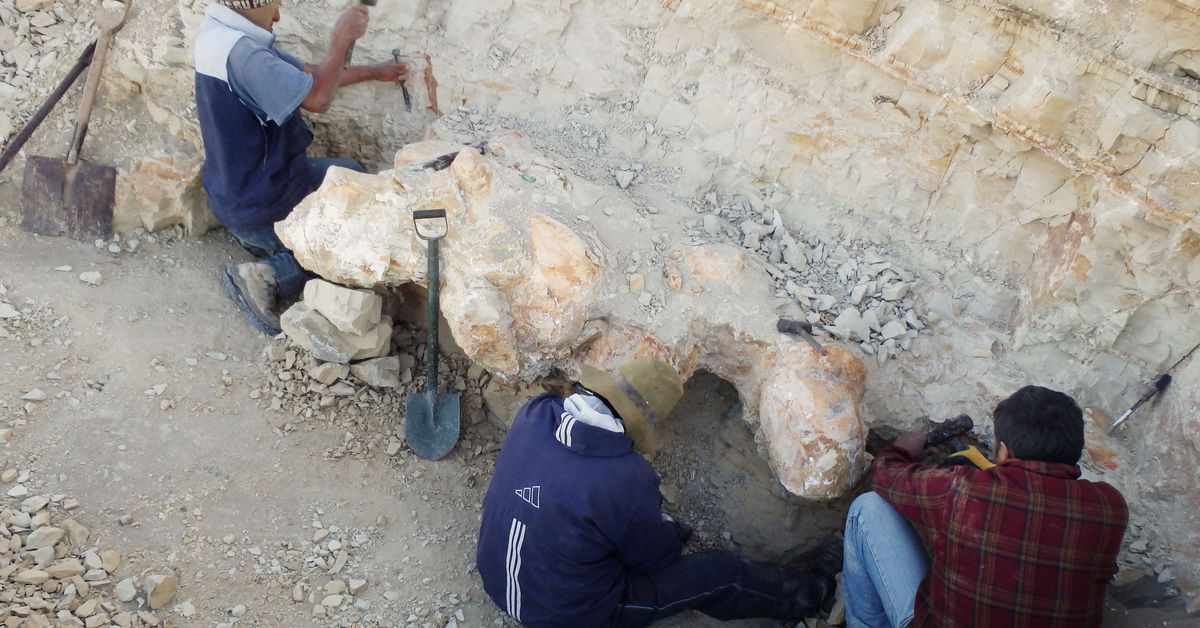 Ancient whale from Peru may be most massive animal ever on Earth