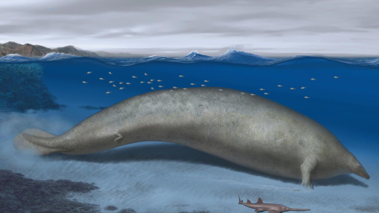 Heaviest animal ever? Scientists discover massive ancient whale