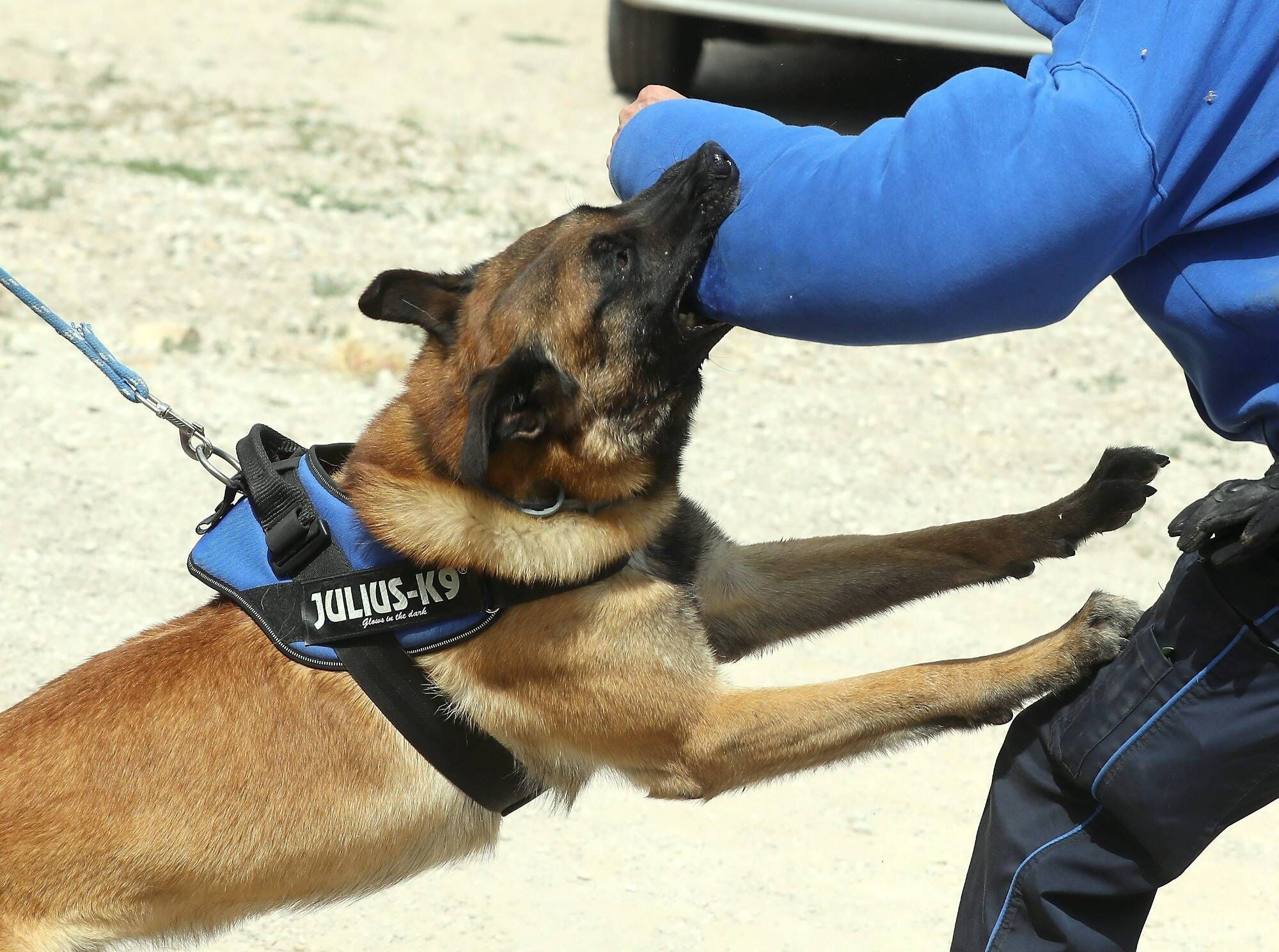 Une femme de 98 ans mordue à la tête par un chien policier, alors qu'elle était victime d'un cambriolage