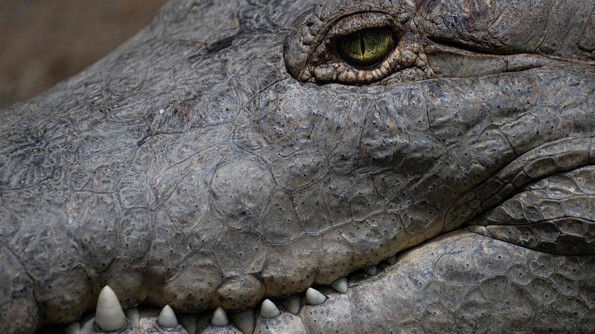 Les restes d’un Australien disparu retrouvés dans un crocodile