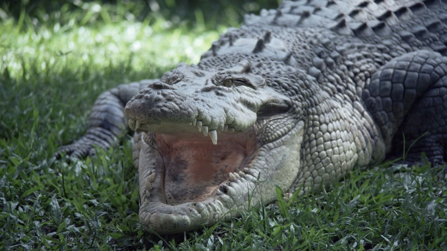 Les restes d'un Australien disparu retrouvés dans deux crocodiles