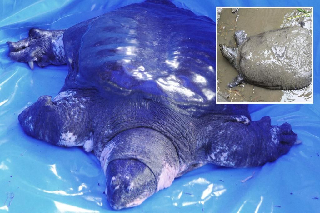 Yangtze turtle nears extinction after last known female found dead: 'Devastating'